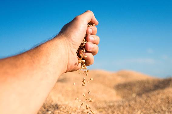 Estrategias Exitosas para la Siembra de Cereales en Invierno